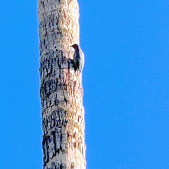 Melanerpes uropygialis