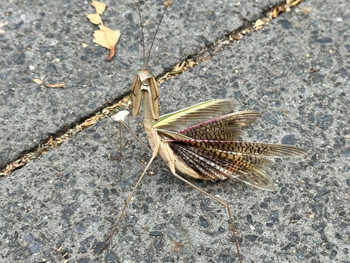 Purple-winged Mantis photo 4