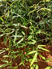 Gleichenella pectinata