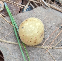 Atrusca quercuscentricola