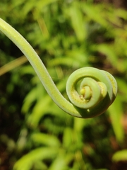 Gleichenella pectinata