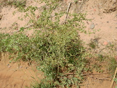 Lycium boerhaviifolium