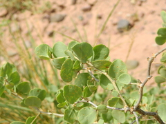 Lycium boerhaviifolium