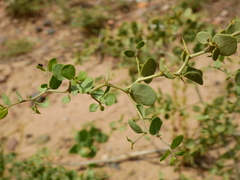 Lycium boerhaviifolium