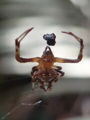 Verrucosa