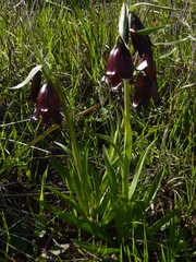 Fritillaria biflora