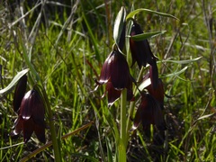 Fritillaria biflora