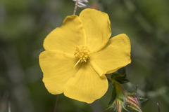 Fumana arabica