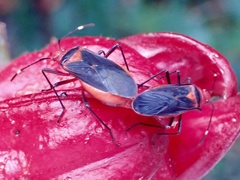 Dysdercus fulvoniger