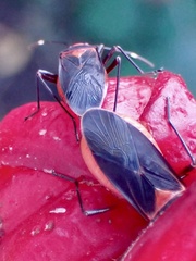 Dysdercus fulvoniger