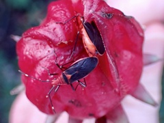 Dysdercus fulvoniger
