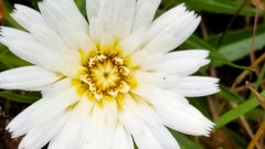 Hypochaeris sessiliflora