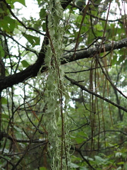 Ramalina sharpii