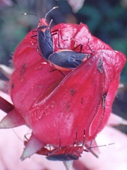 Dysdercus fulvoniger