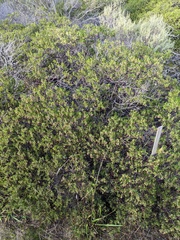 Arctostaphylos densiflora