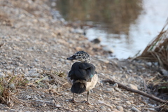 Sarkidiornis melanotos