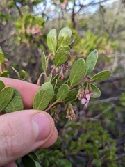 Arctostaphylos densiflora