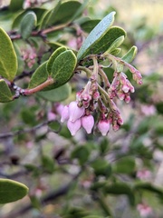 Arctostaphylos densiflora
