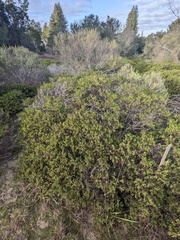 Arctostaphylos densiflora