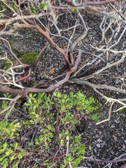 Arctostaphylos densiflora