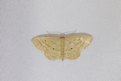Scopula hypochra