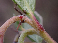 Arctostaphylos densiflora
