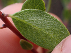 Arctostaphylos densiflora