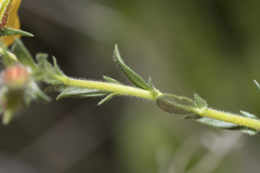 Fumana arabica