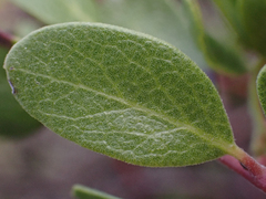 Arctostaphylos densiflora