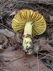 Porpoloma