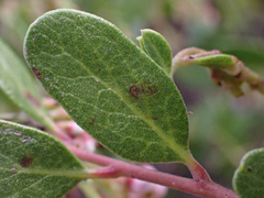 Arctostaphylos densiflora