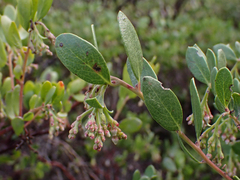 Arctostaphylos densiflora