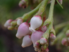 Arctostaphylos densiflora