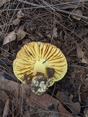 Porpoloma