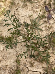 Carrichtera annua