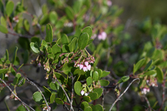 Arctostaphylos densiflora