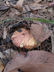 Porpoloma