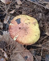 Porpoloma