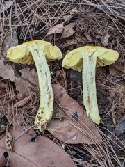 Porpoloma