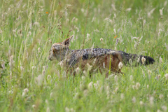 Lupulella mesomelas schmidti