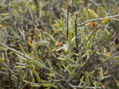 Cyclolepis genistoides