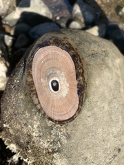 Diodorinae