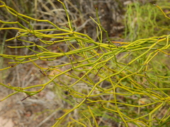 Senna aphylla