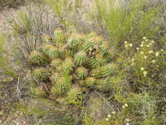 Trichocereus candicans