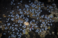 Ceratiomyxa fruticulosa