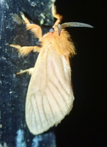 Thoscora ribbei
