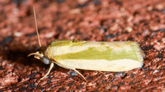 Earias huegeliana