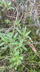 Diplacus aurantiacus