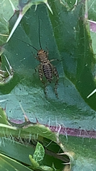 Neonemobius variegatus