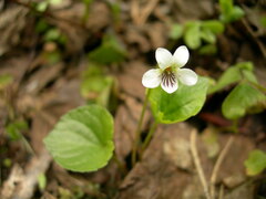 Viola macloskeyi